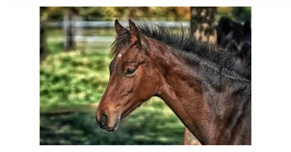Home Remedies for Horse Mane and Tail Growth: Quick and Easy Solutions