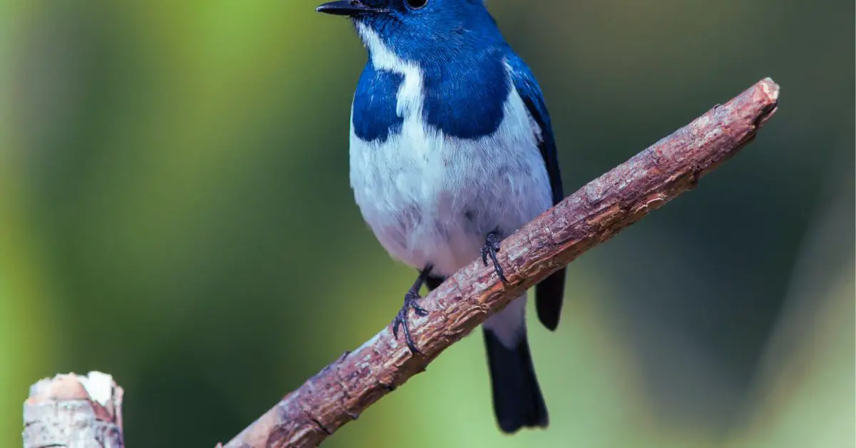 Keeping Birds at Home: A Guide to the Rules and Regulations