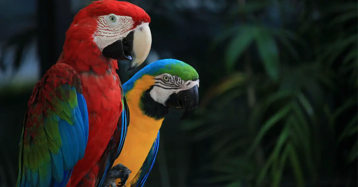 Popular Pet Birds in the UK: Feathered Companions in British Homes