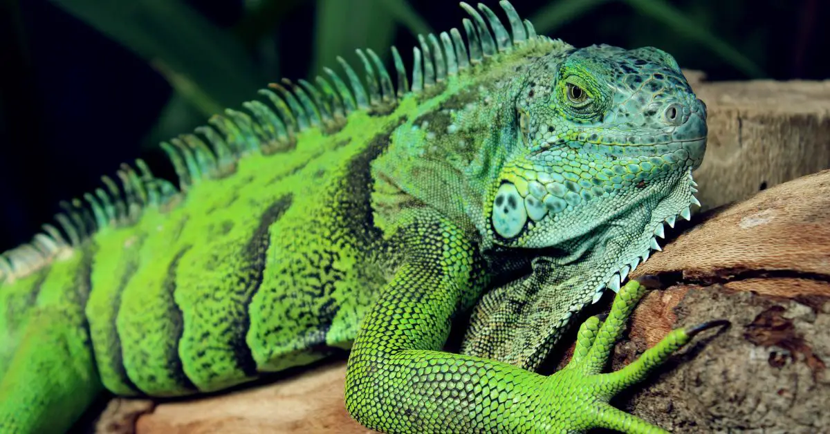 What reptiles can I keep at home in the UK?