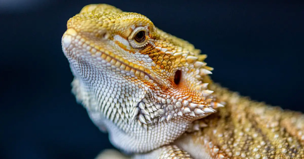 Keeping a Bearded Dragon in the UK: A Guide