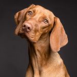 What are the nutritional needs of old dogs?