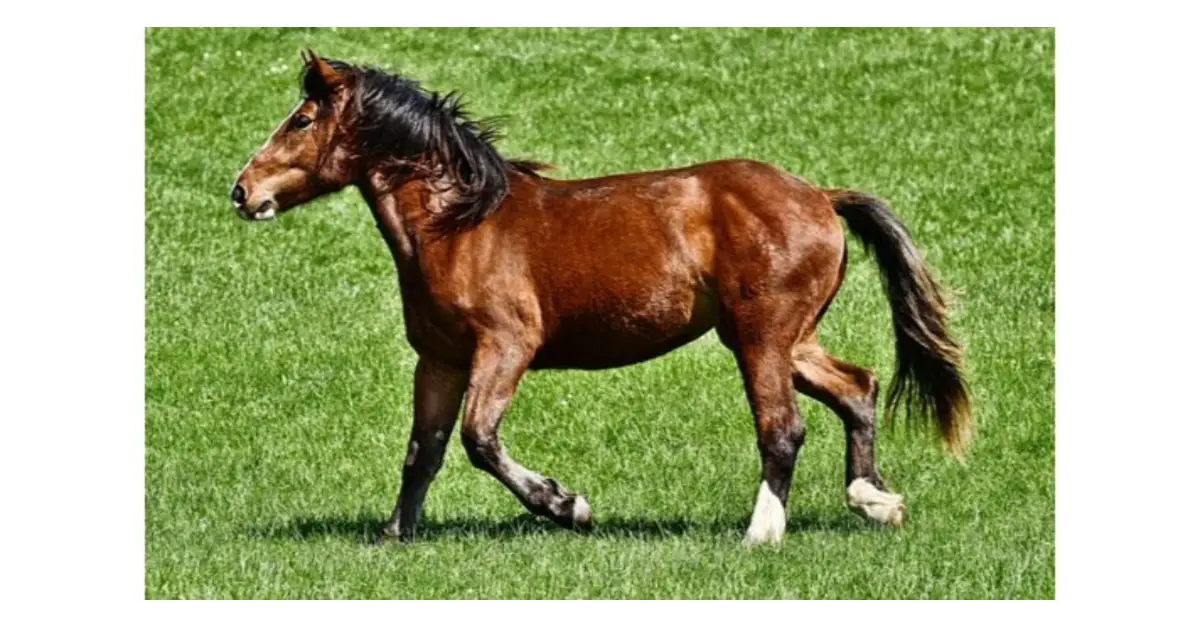 How to Train a Horse in the UK